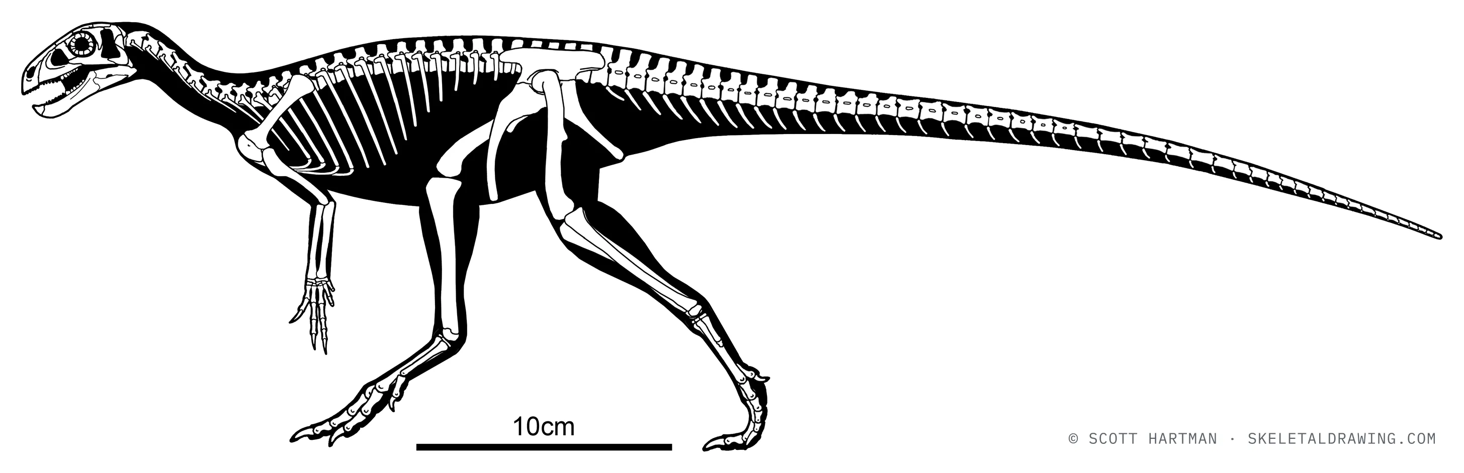 Pisanosaurus mertii skeletal reconstruction, left lateral view, reconstructed length ~0.56 m.