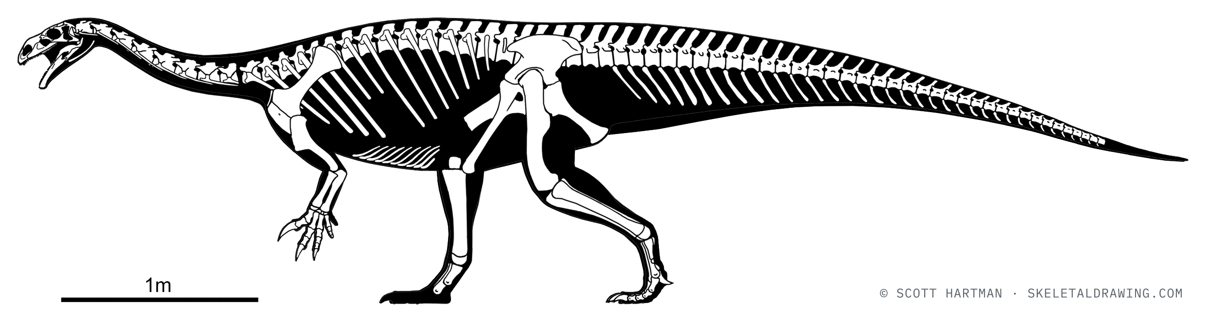 Known skeletal material of Plateosaurus trossingensis GPIT/RE/7288 — elements preserved in the specimen drawn in white against a black body silhouette.