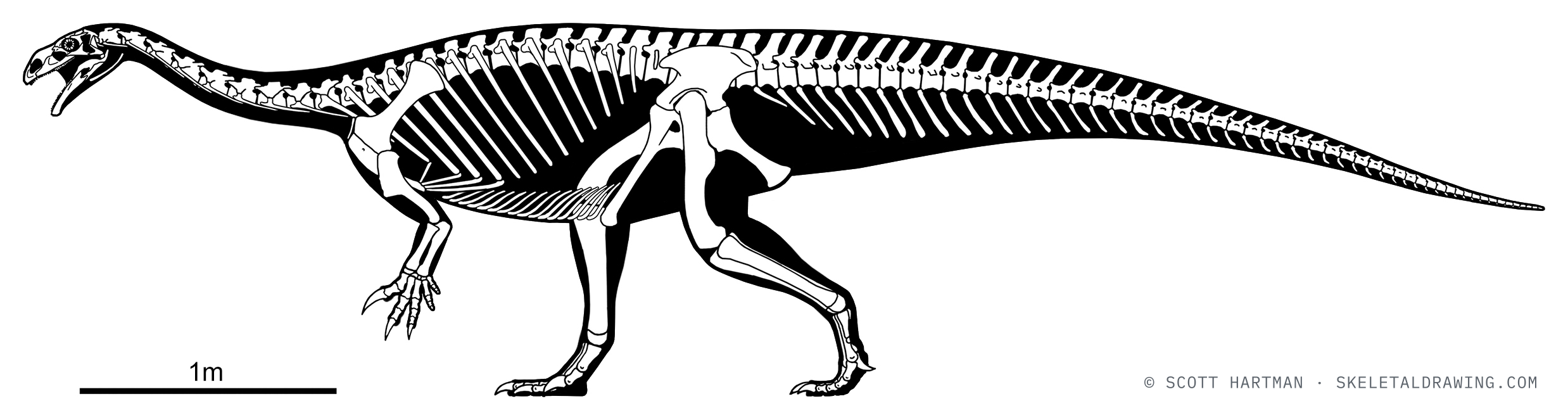 Plateosaurus trossingensis skeletal reconstruction, left lateral view, specimen GPIT/RE/7288, reconstructed length ~6 m.