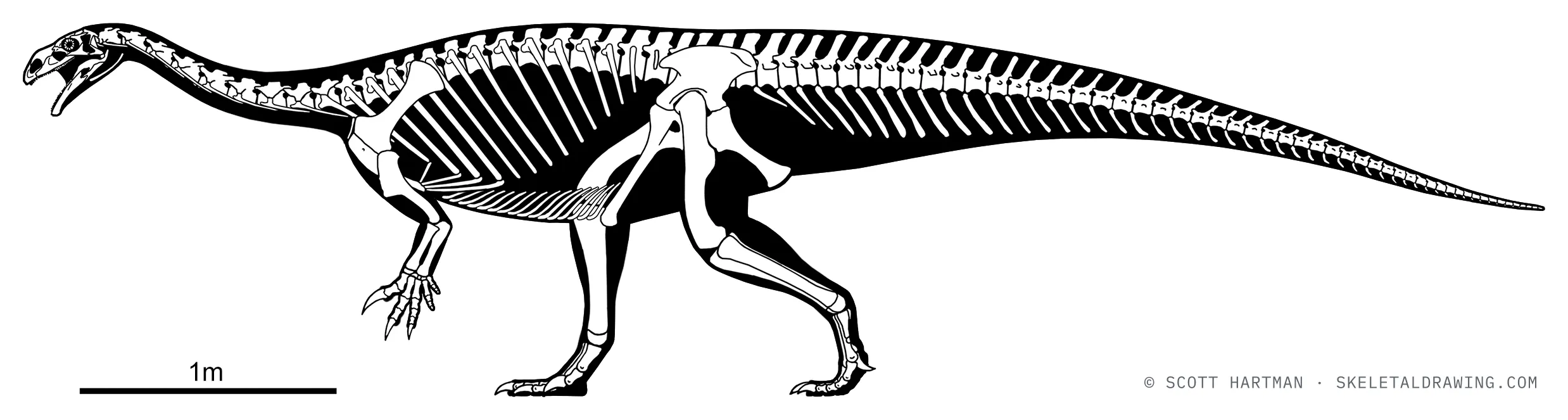 Plateosaurus trossingensis skeletal reconstruction, left lateral view, specimen GPIT/RE/7288, reconstructed length ~6 m.