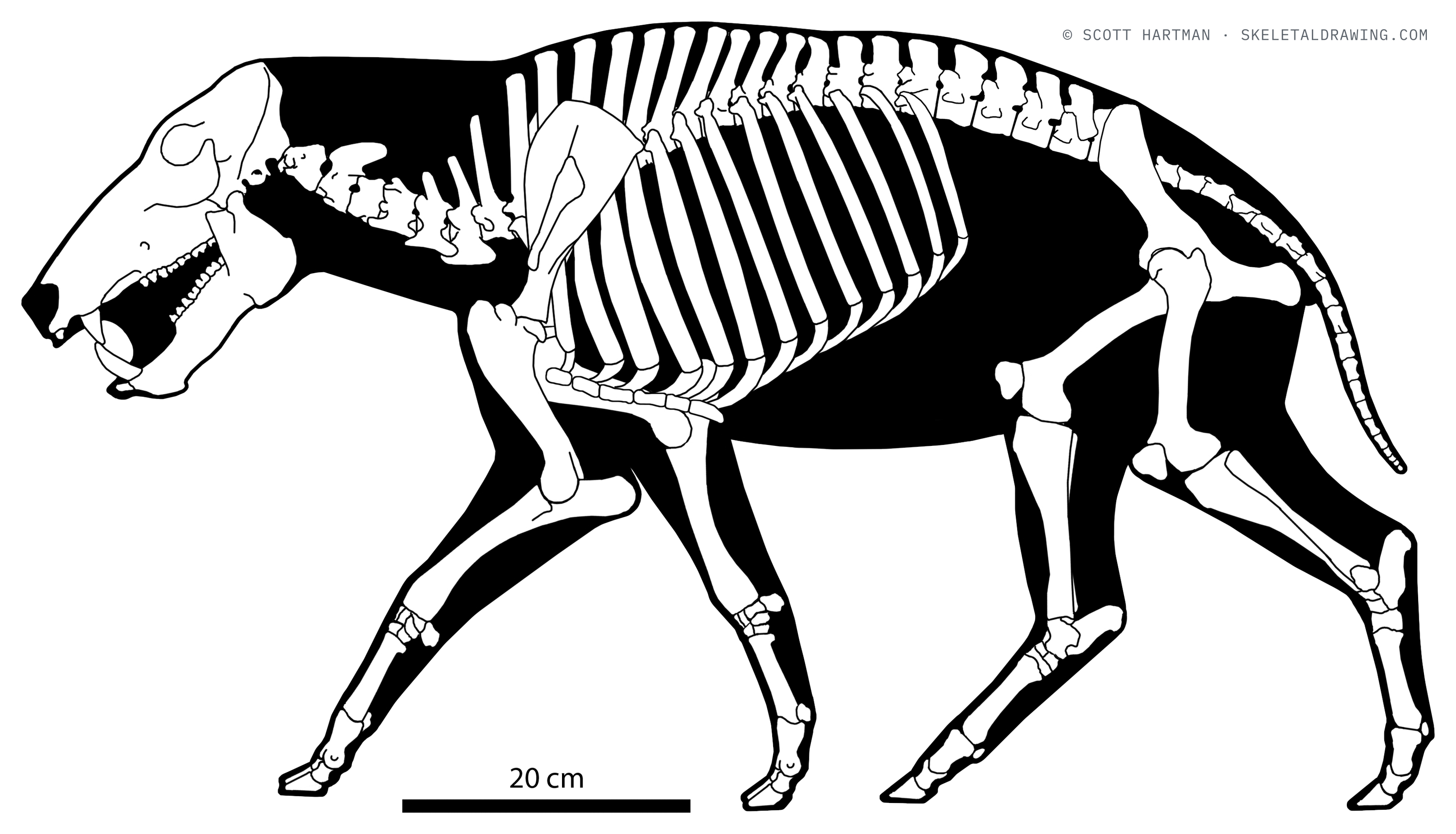 Platygonus compressus skeletal reconstruction, left lateral view, length ~1.1 m.