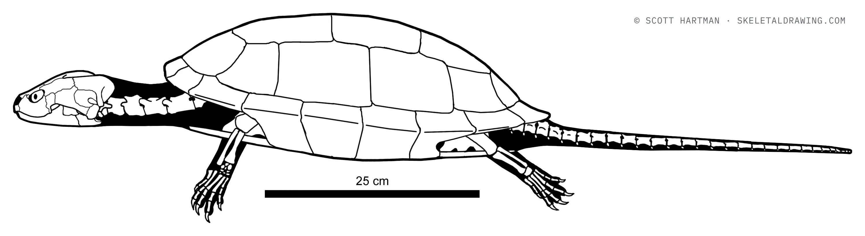 Plesiobaena antiqua skeletal reconstruction, left lateral view, length ~1 m.