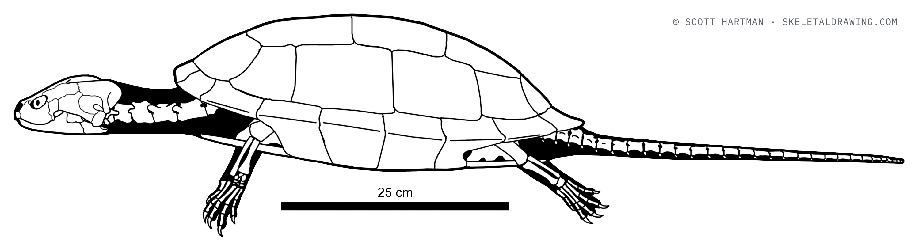 Plesiobaena antiqua skeletal reconstruction, left lateral view, length ~1 m.