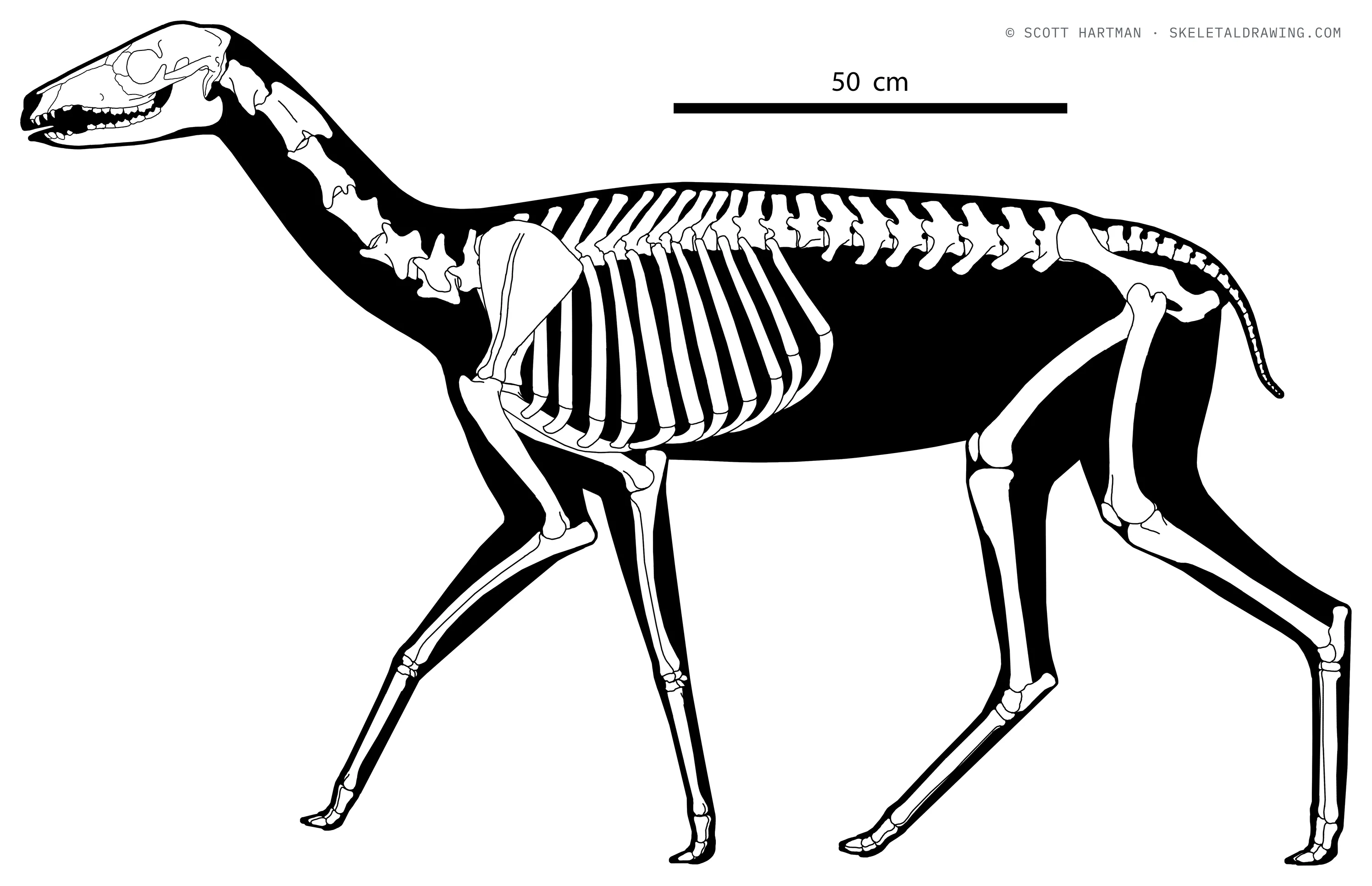 Poebrotherium wilsoni skeletal reconstruction, left lateral view, length ~1.7 m.