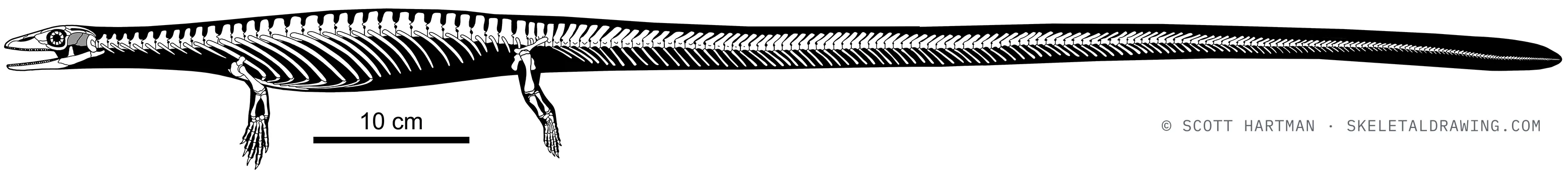 Pontosaurus kornhuberi skeletal reconstruction, left lateral view, length ~1 m.