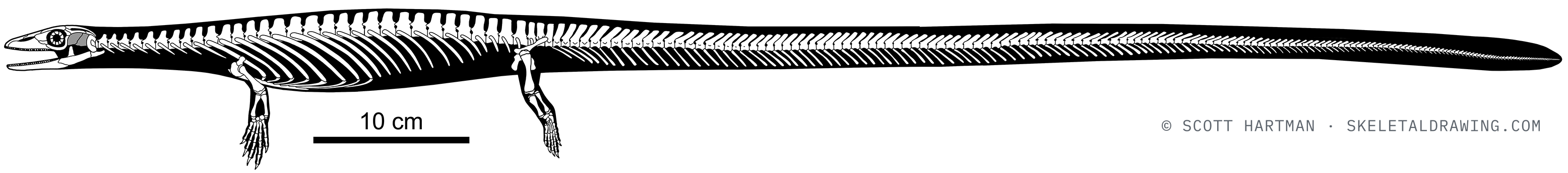 Pontosaurus kornhuberi skeletal reconstruction, left lateral view, length ~1 m.
