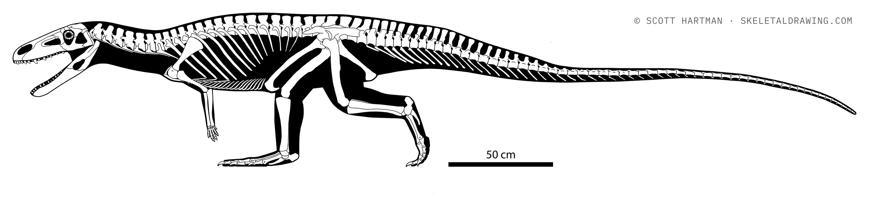 Poposaurus gracilis skeletal reconstruction, left lateral view, length ~4.1 m.