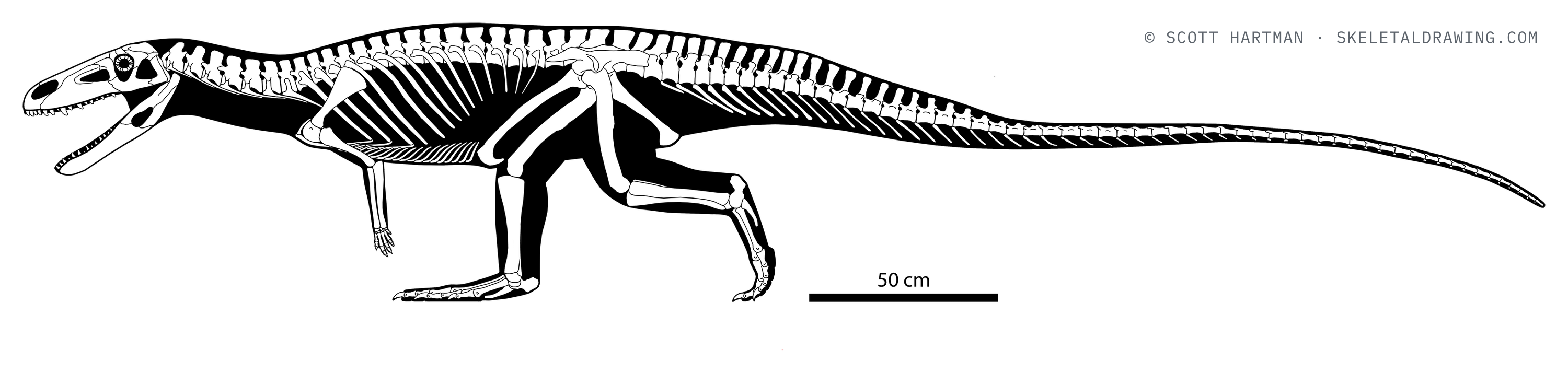 Poposaurus gracilis skeletal reconstruction, left lateral view, length ~4.1 m.
