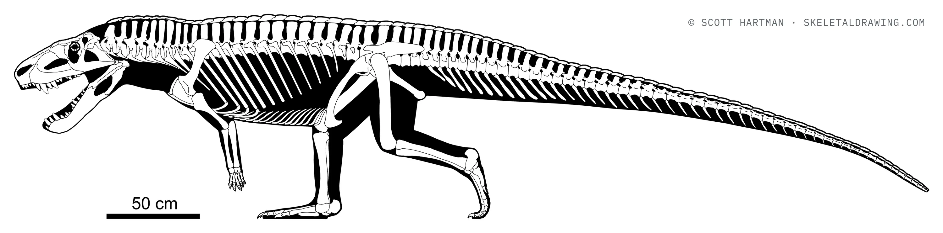 Postosuchus kirkpatricki skeletal reconstruction, left lateral view, length ~5 m.