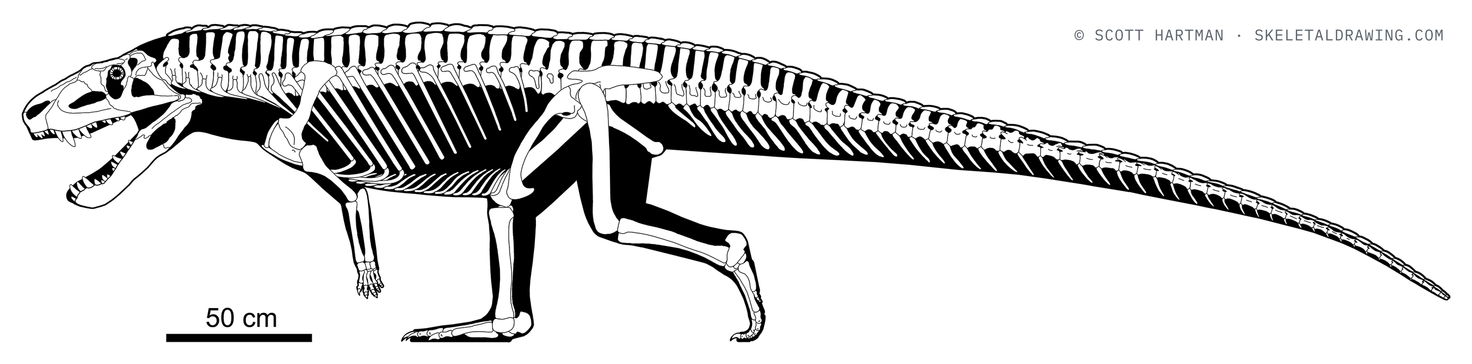 Postosuchus kirkpatricki skeletal reconstruction, left lateral view, length ~5 m.