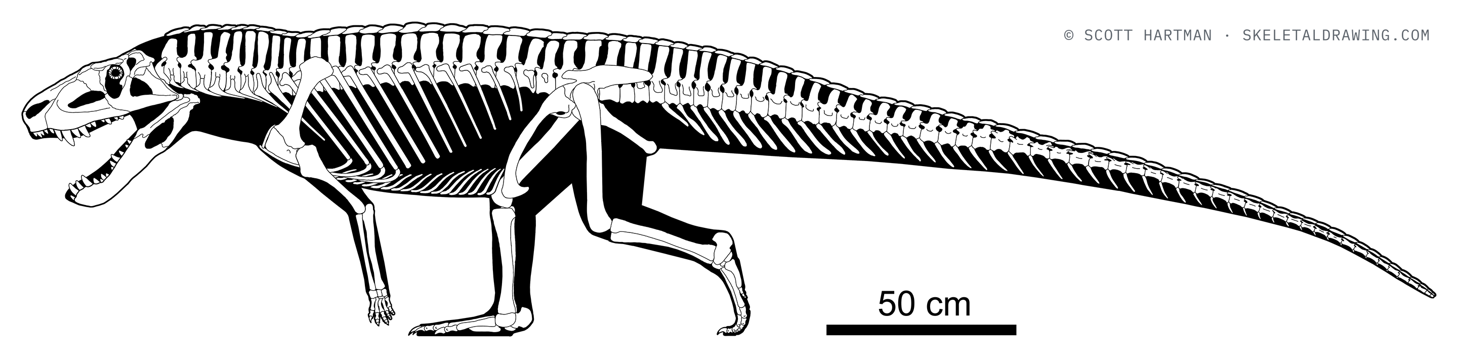 Postosuchus kirkpatricki — Subadult (TTUP 9002).
