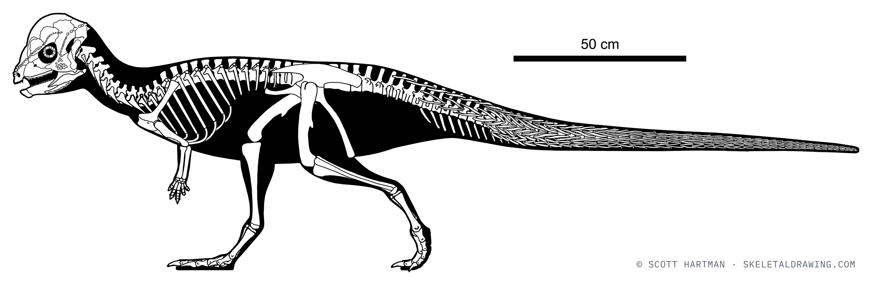 Prenocephale prenes skeletal reconstruction, left lateral view, reconstructed length ~2.5 m.