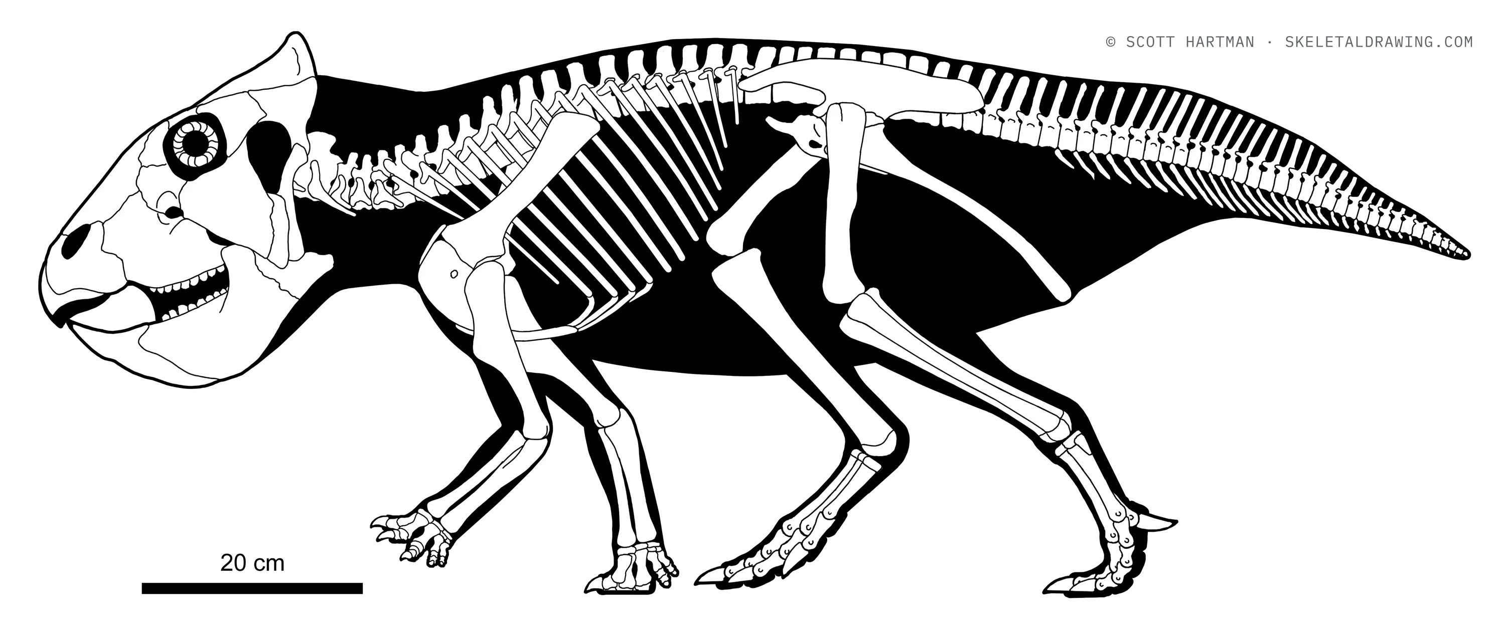 Prenoceratops pieganensis skeletal reconstruction, left lateral view, reconstructed length ~1.3 m.
