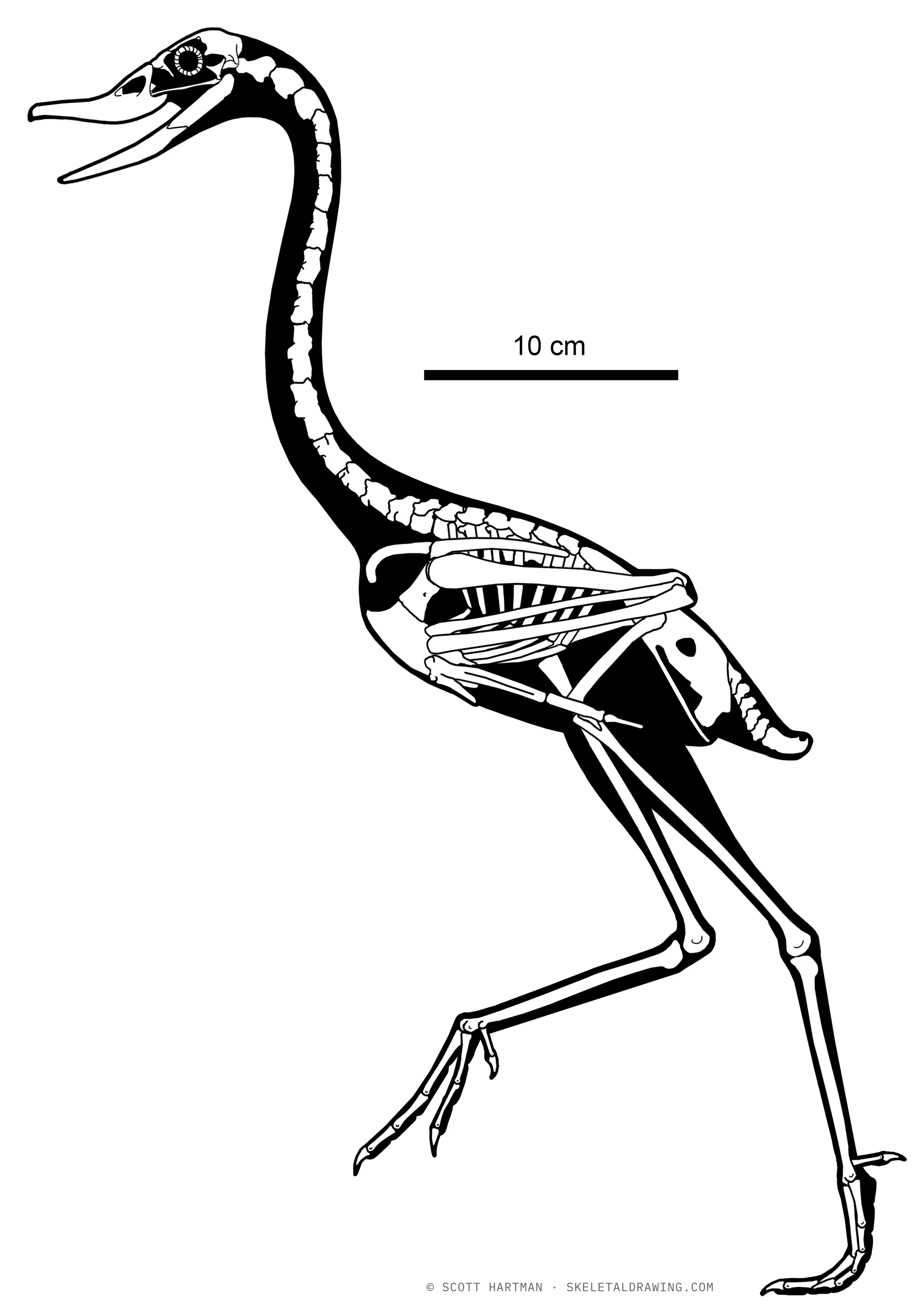 Presbyornis pervetus skeletal reconstruction, left lateral view, reconstructed length ~0.42 m.