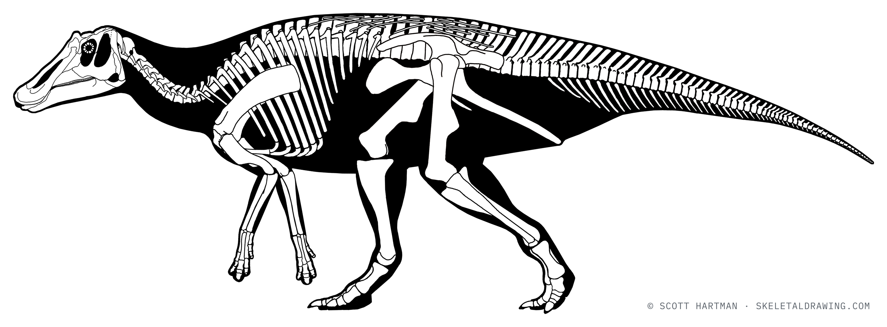 Prosaurolophus maximus skeletal reconstruction — alternative bipedal gait.