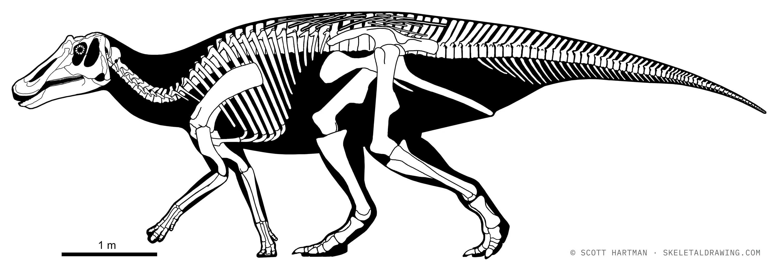Prosaurolophus maximus skeletal reconstruction, left lateral view, reconstructed length ~8 m.