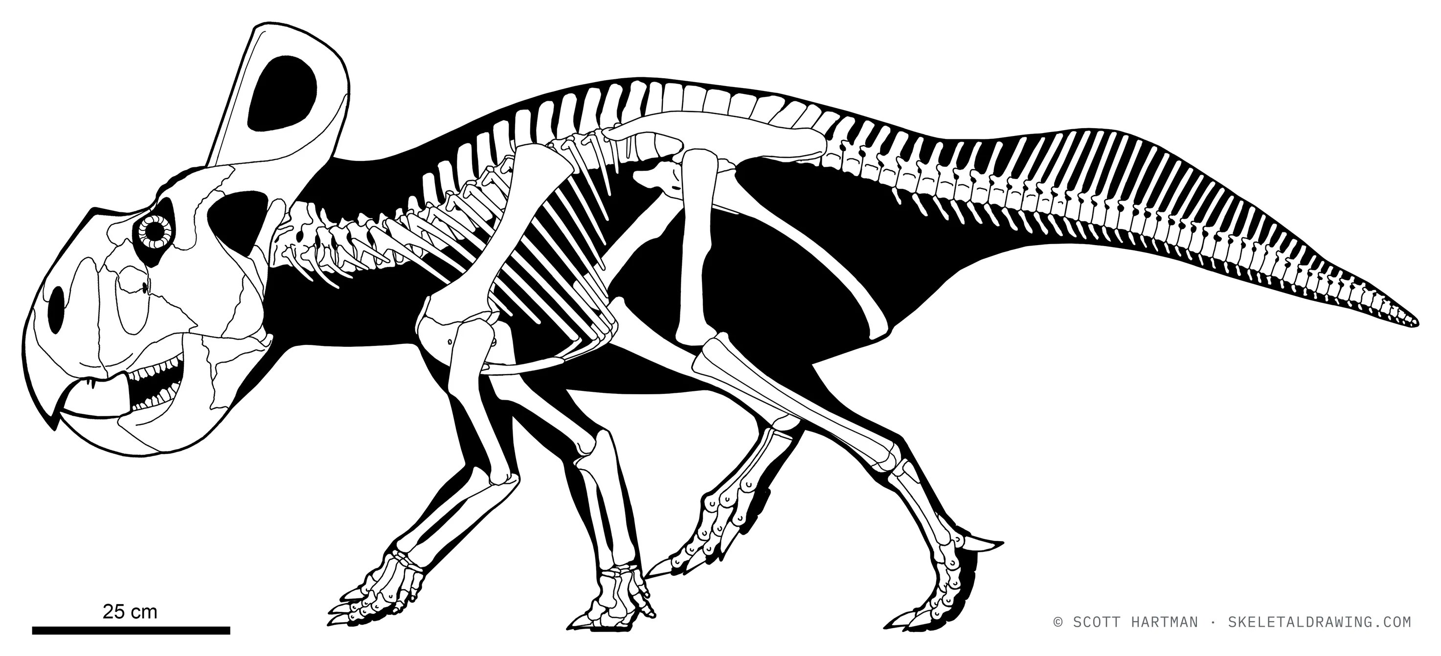 Protoceratops andrewsi skeletal reconstruction, left lateral view, reconstructed length ~1.8 m.