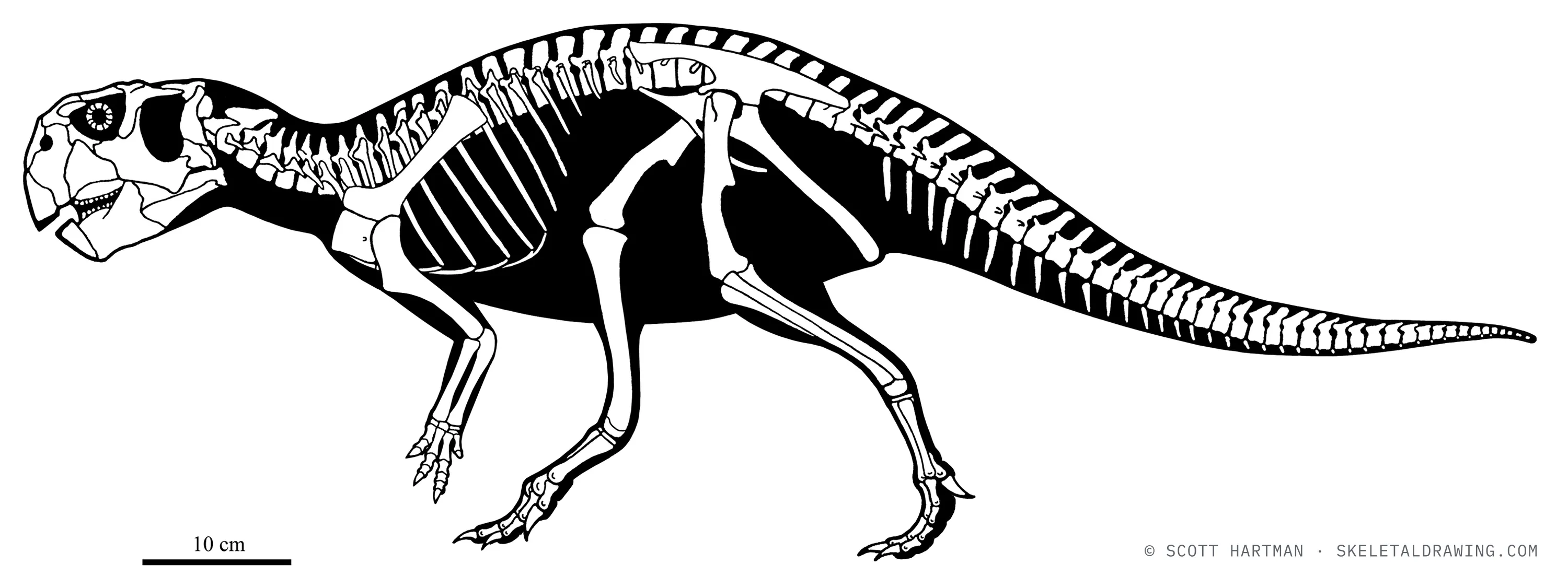Psittacosaurus sinensis skeletal reconstruction, left lateral view, reconstructed length ~1 m.