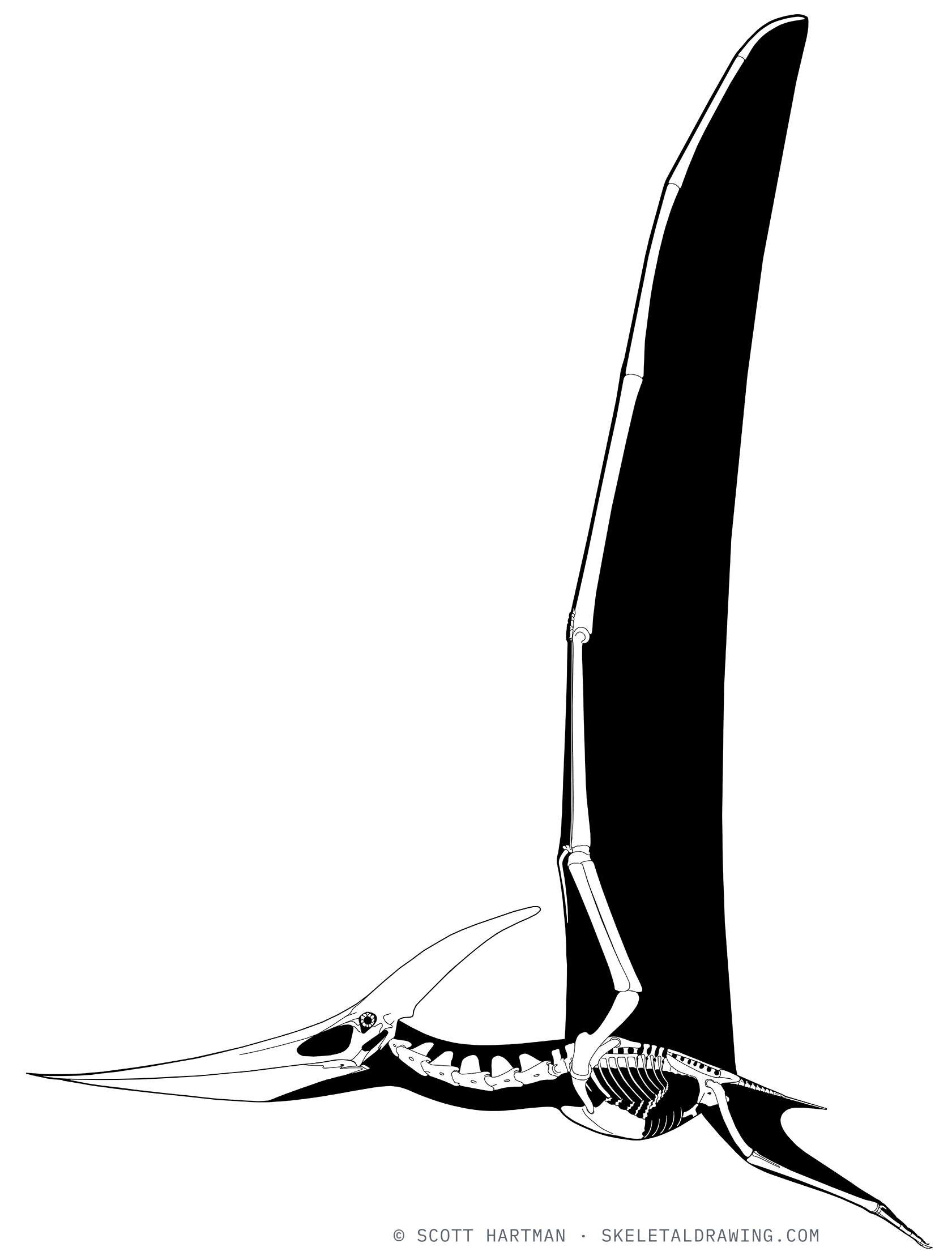 Pteranodon longiceps — In flight (alternate pose).