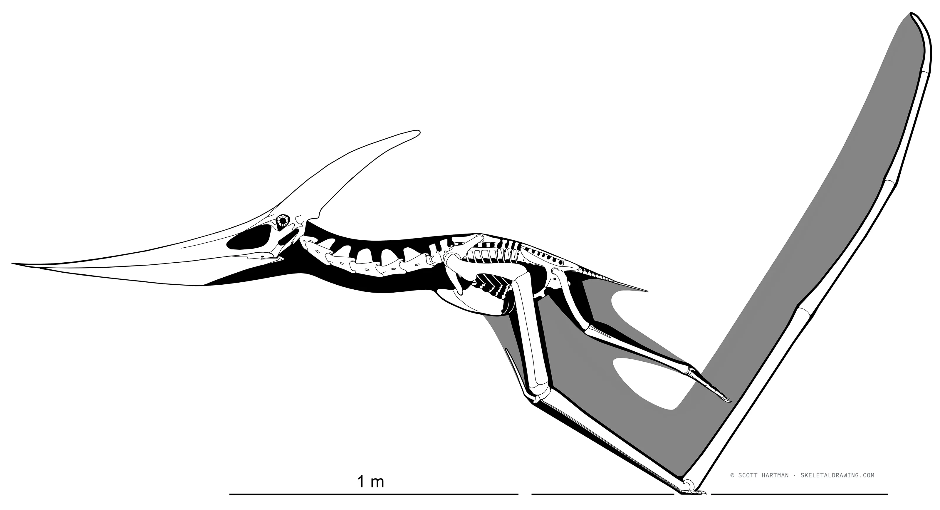 Pteranodon longiceps skeletal reconstruction, left lateral view, length ~2.2 m, wingspan ~6.3 m.