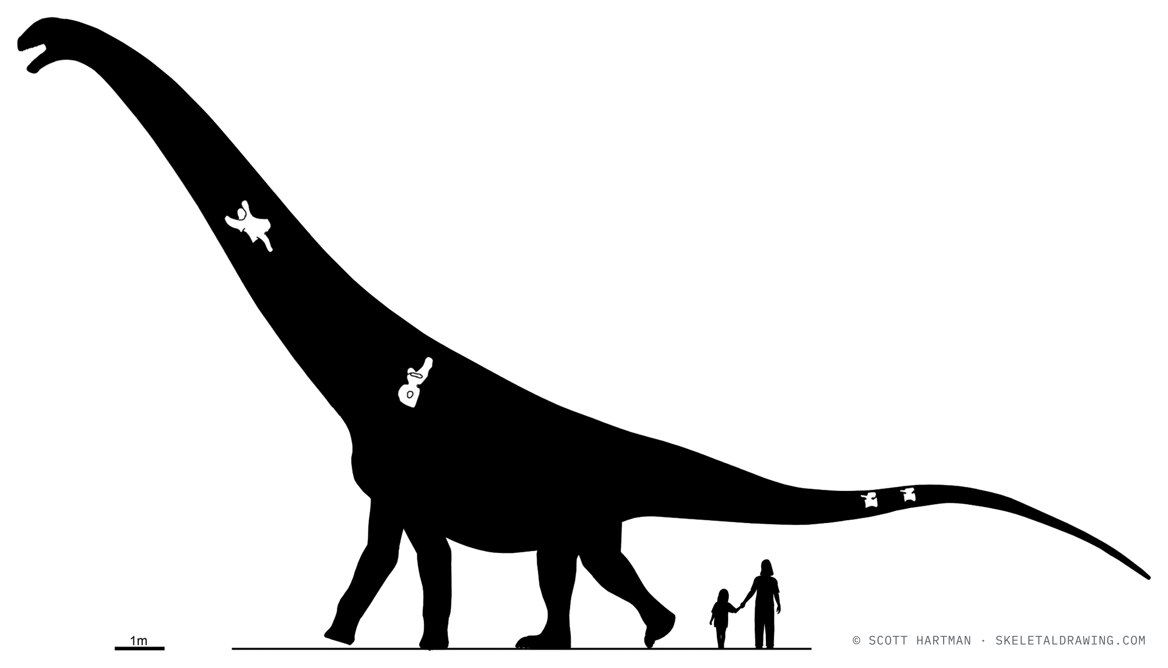 Known skeletal material of Puertasaurus reuli MPM 10002 — elements preserved in the specimen drawn in white against a black body silhouette, estimated length ~27 m.