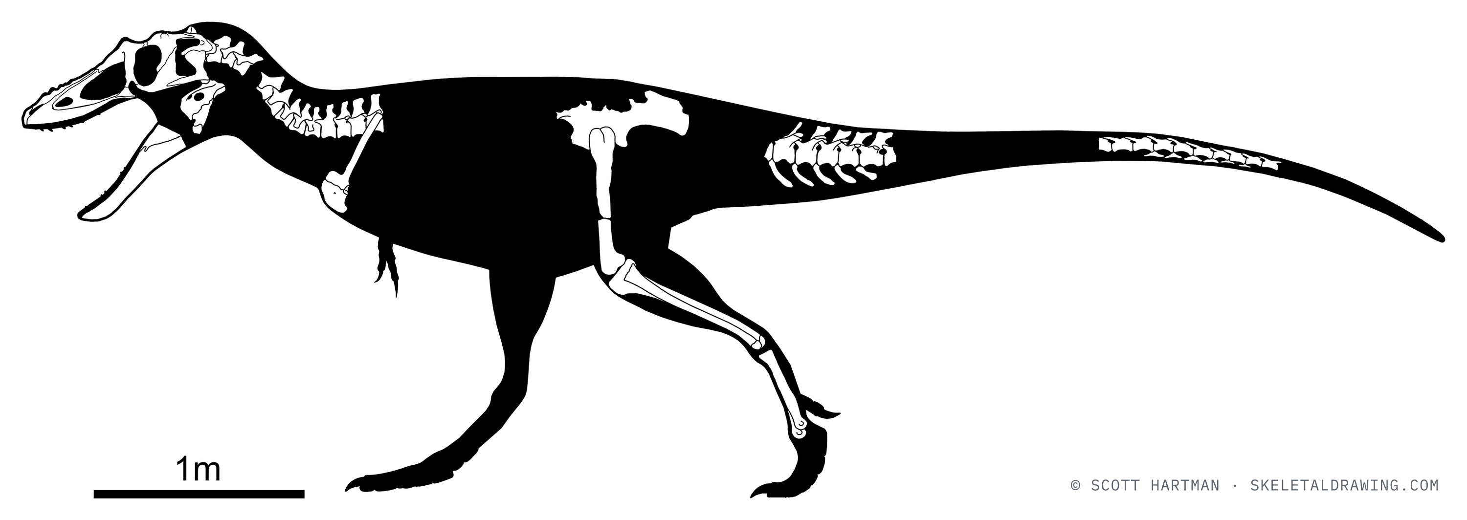 Known skeletal material of Qianzhousaurus sinensis: preserved elements shown in white against a black body silhouette.