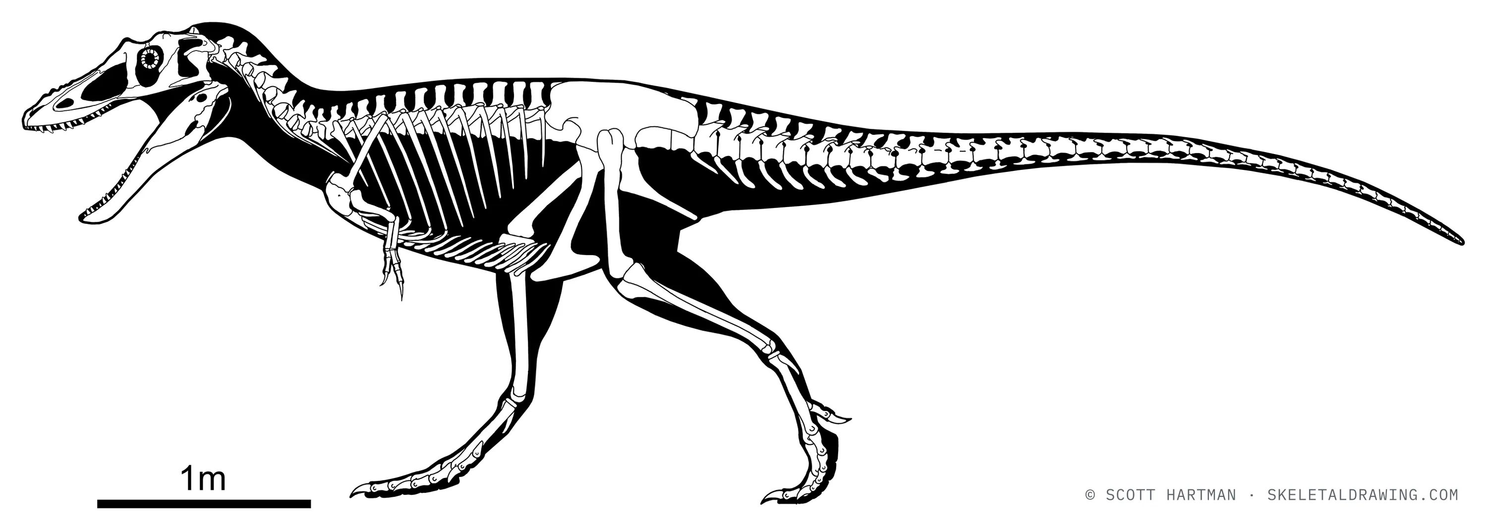 Qianzhousaurus sinensis skeletal reconstruction, left lateral view, reconstructed length ~6.8 m.