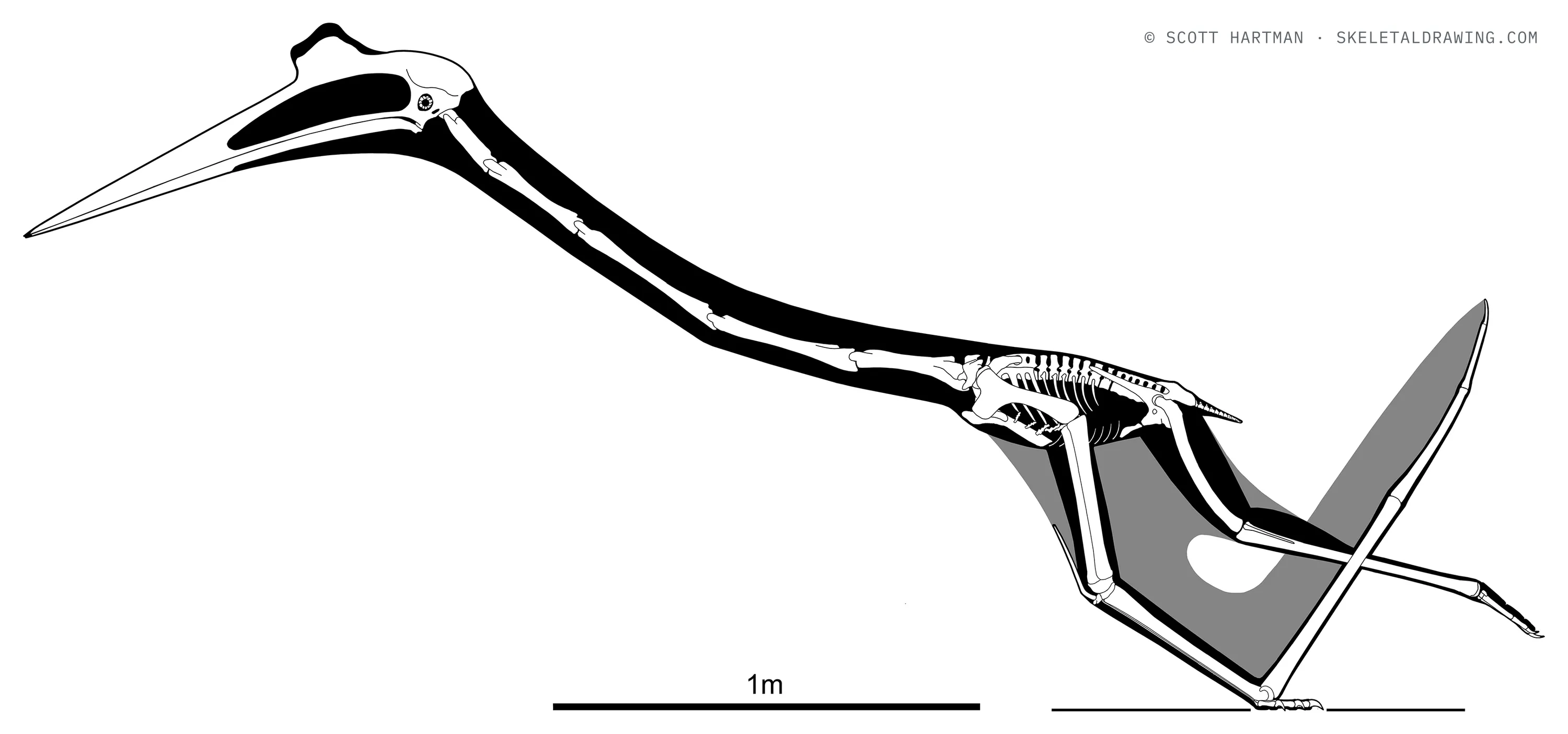 Quetzalcoatlus lawsoni skeletal reconstruction, left lateral view, length ~3 m, wingspan ~4.3 m.