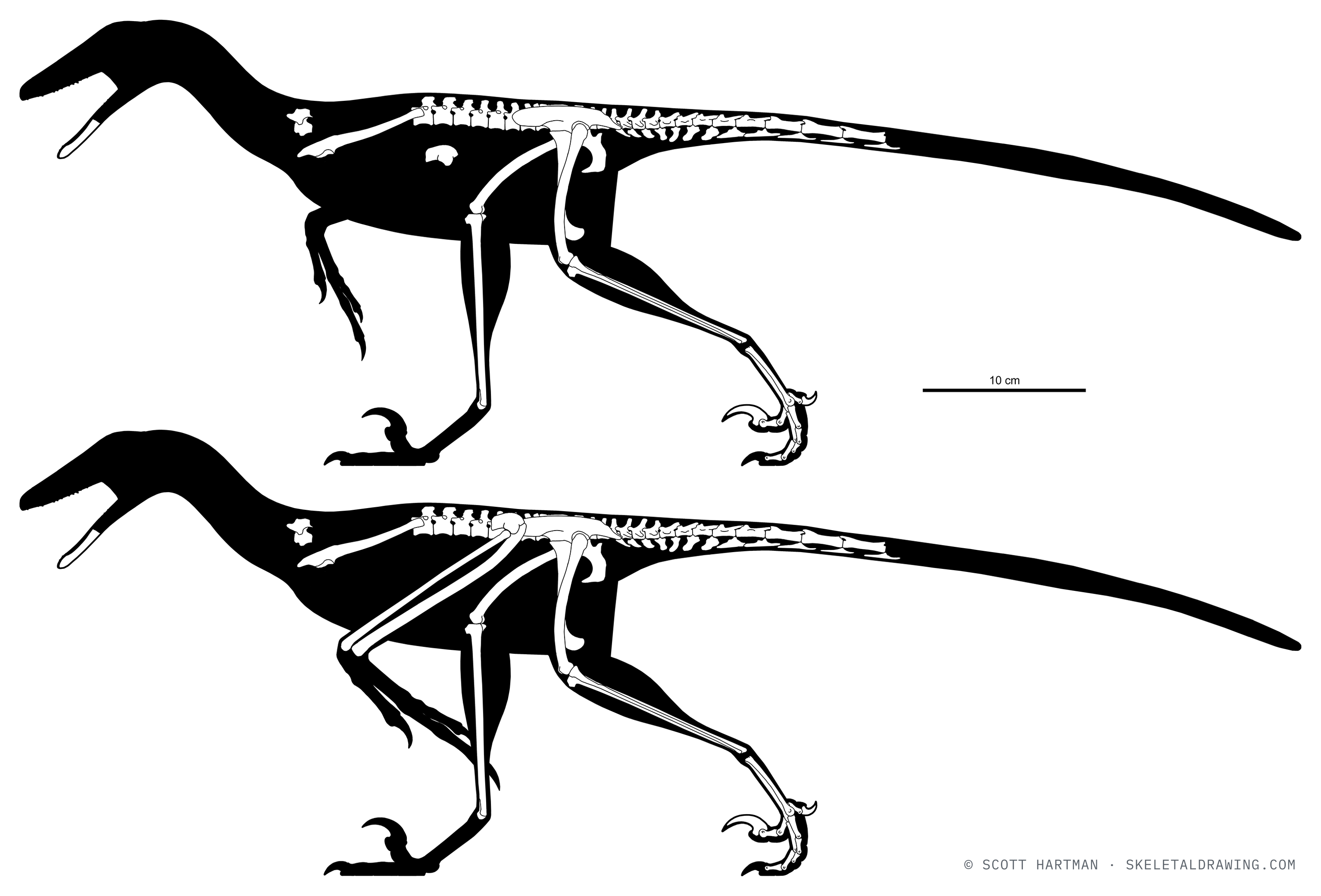 Known skeletal material of Rahonavis ostromi: preserved elements shown in white against a black body silhouette.
