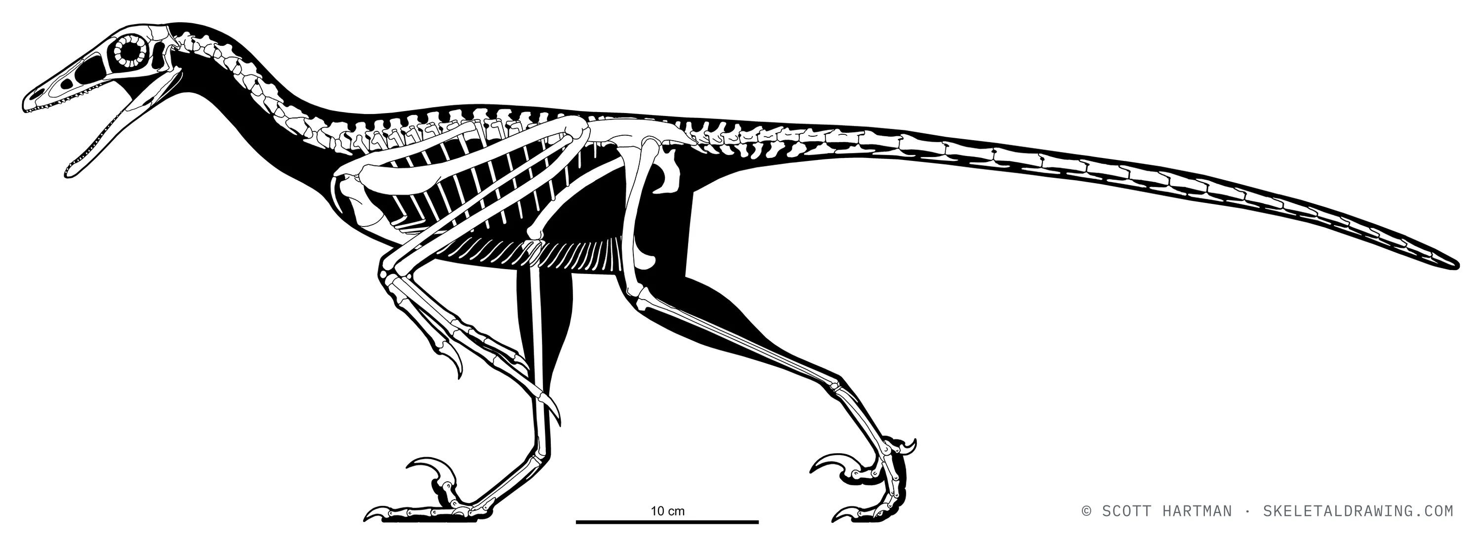 Rahonavis ostromi skeletal reconstruction, left lateral view, reconstructed length ~0.8 m.