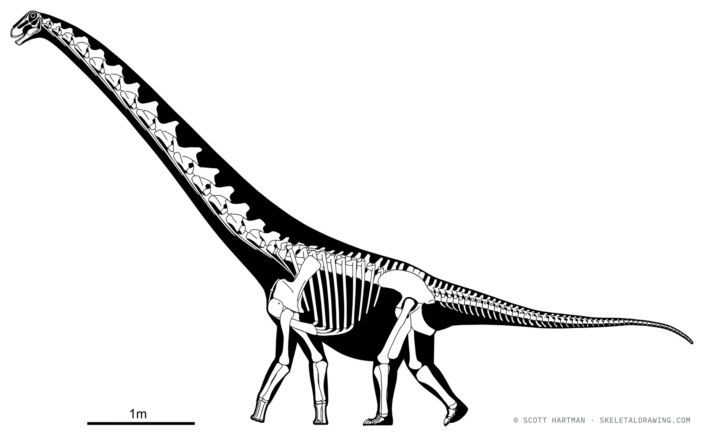 Rapetosaurus krausei skeletal reconstruction, left lateral view, specimen FMNH PR 2209, reconstructed length ~4 m.