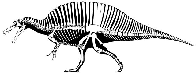 Known-material skeletal diagram of Spinosaurus in left lateral view, white bones on a black silhouette with a tall dorsal sail