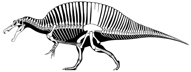 Known-material skeletal diagram of Spinosaurus in left lateral view, white bones on a black silhouette with a tall dorsal sail