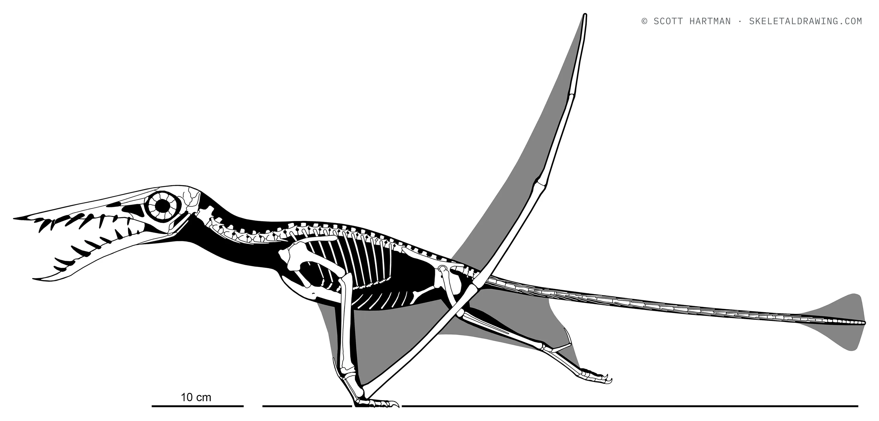 Rhamphorhynchus muensteri skeletal reconstruction, left lateral view, length 95 cm, wingspan ~1.7 m.