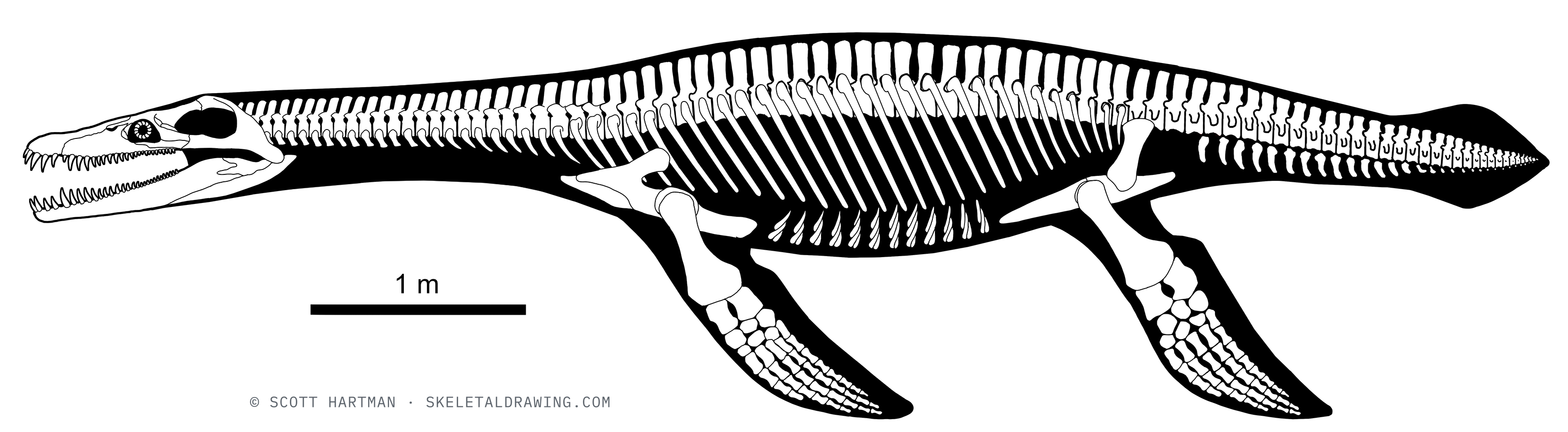 Rhomaleosaurus cramptoni skeletal reconstruction, left lateral view, reconstructed length ~7.1 m.