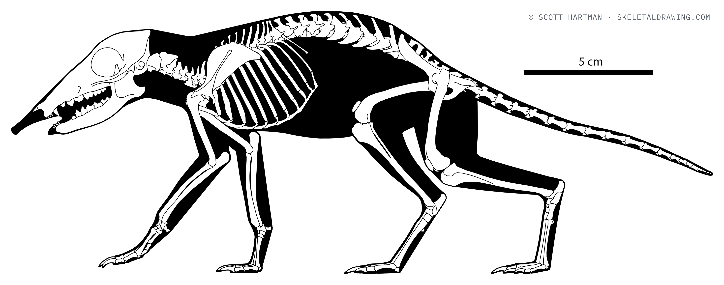 Rhynchocyon petersi skeletal reconstruction, left lateral view, length 29 cm.