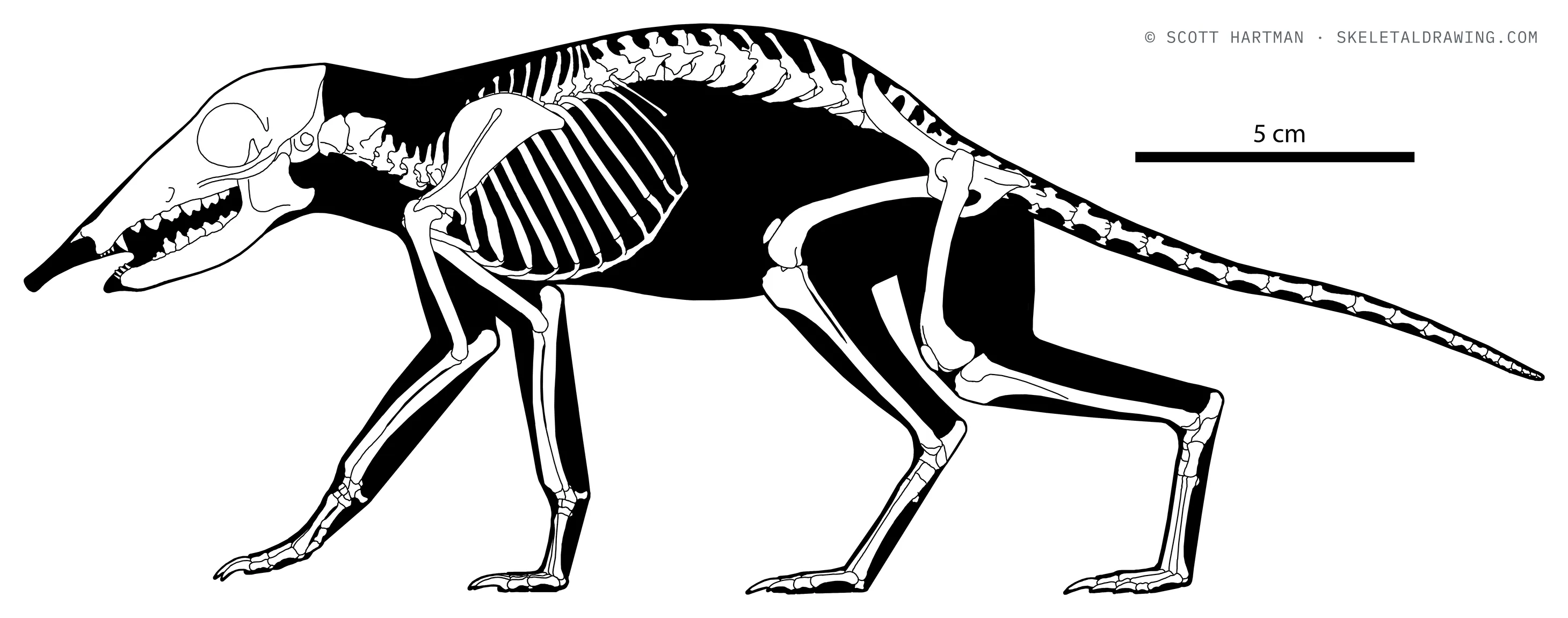 Rhynchocyon petersi skeletal reconstruction, left lateral view, length 29 cm.