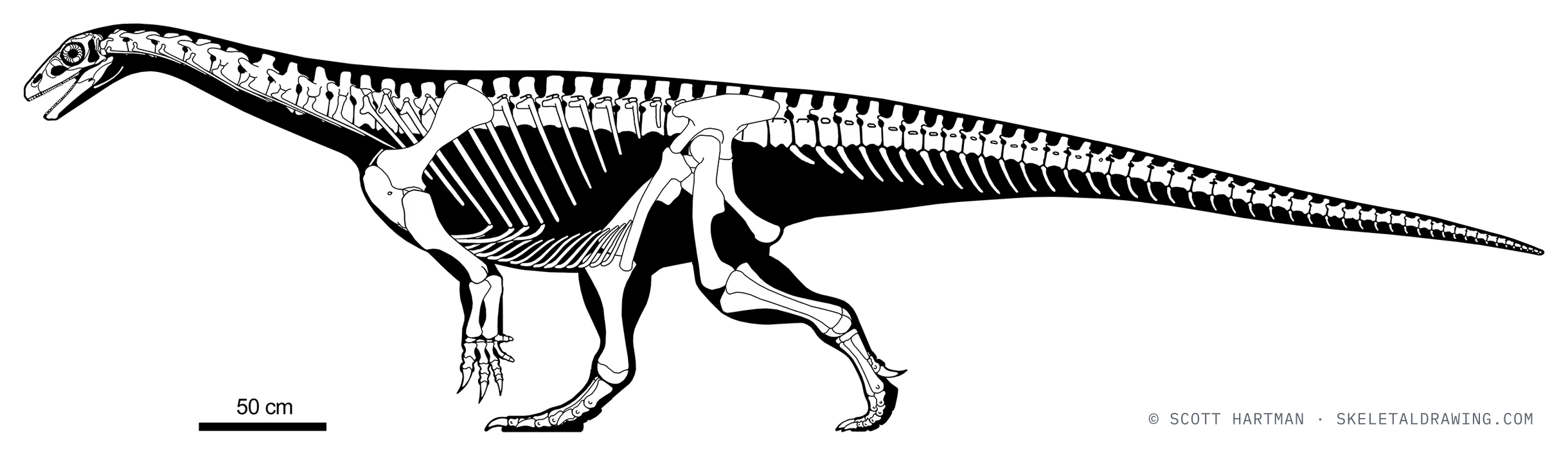 Riojasaurus incertus skeletal reconstruction, left lateral view, reconstructed length ~7.5 m.