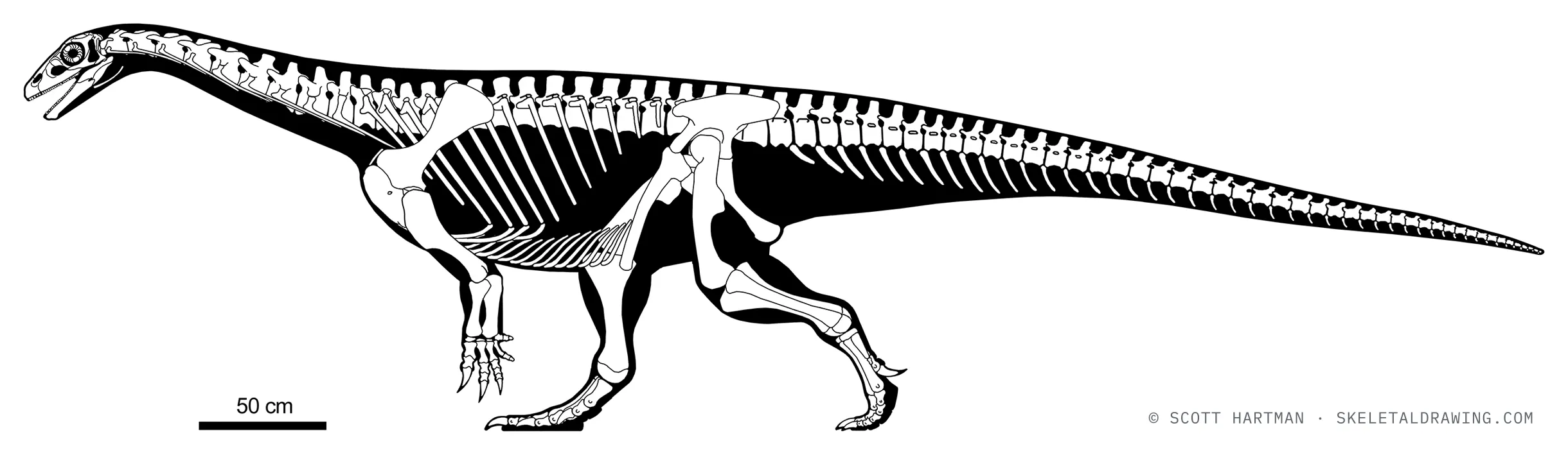 Riojasaurus incertus skeletal reconstruction, left lateral view, reconstructed length ~7.5 m.