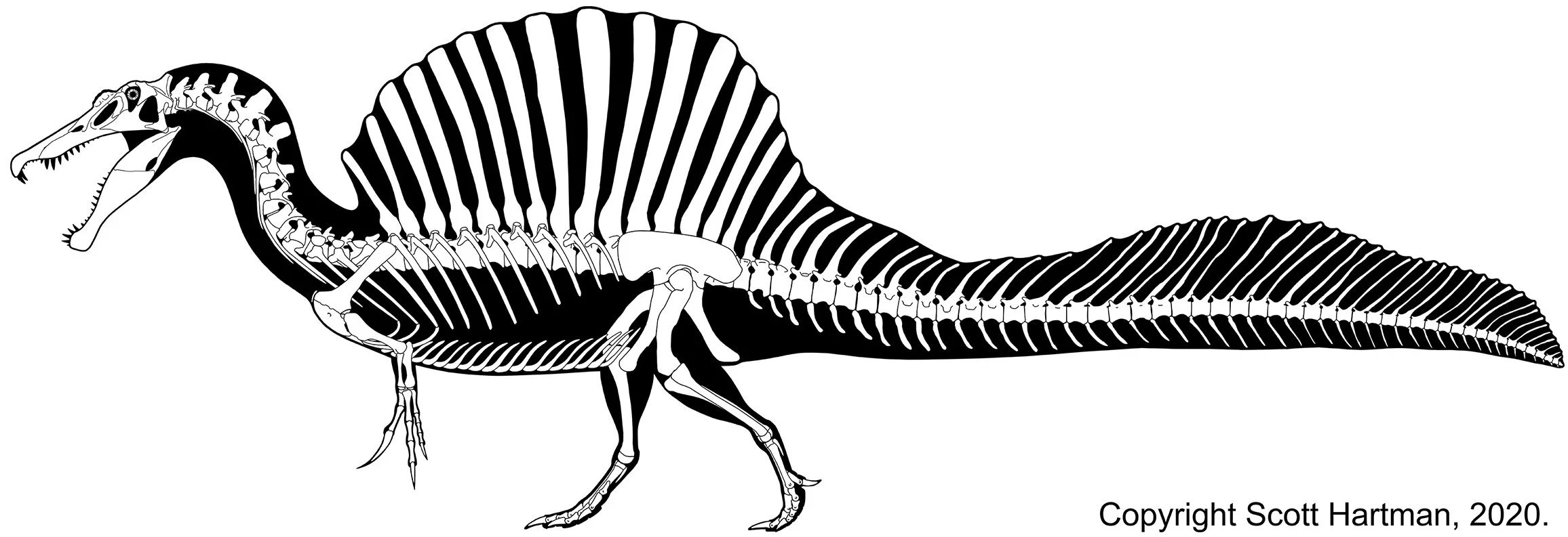 Updated 2020 skeletal reconstruction of Spinosaurus in left lateral view, short-legged with a tall dorsal sail and long tail
