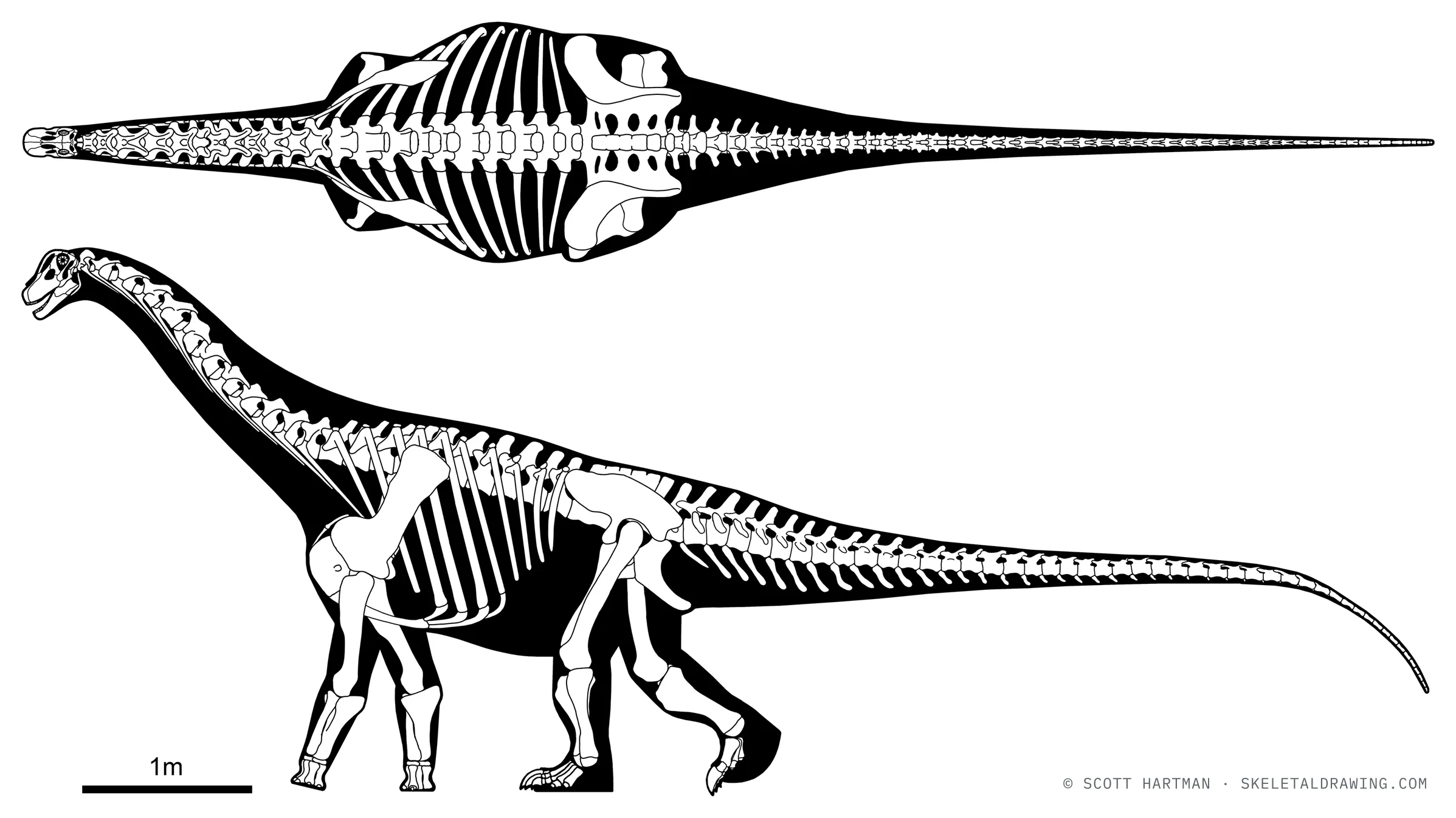 Saltasaurus loricatus skeletal reconstruction, dorsal and left lateral view, reconstructed length ~9 m.