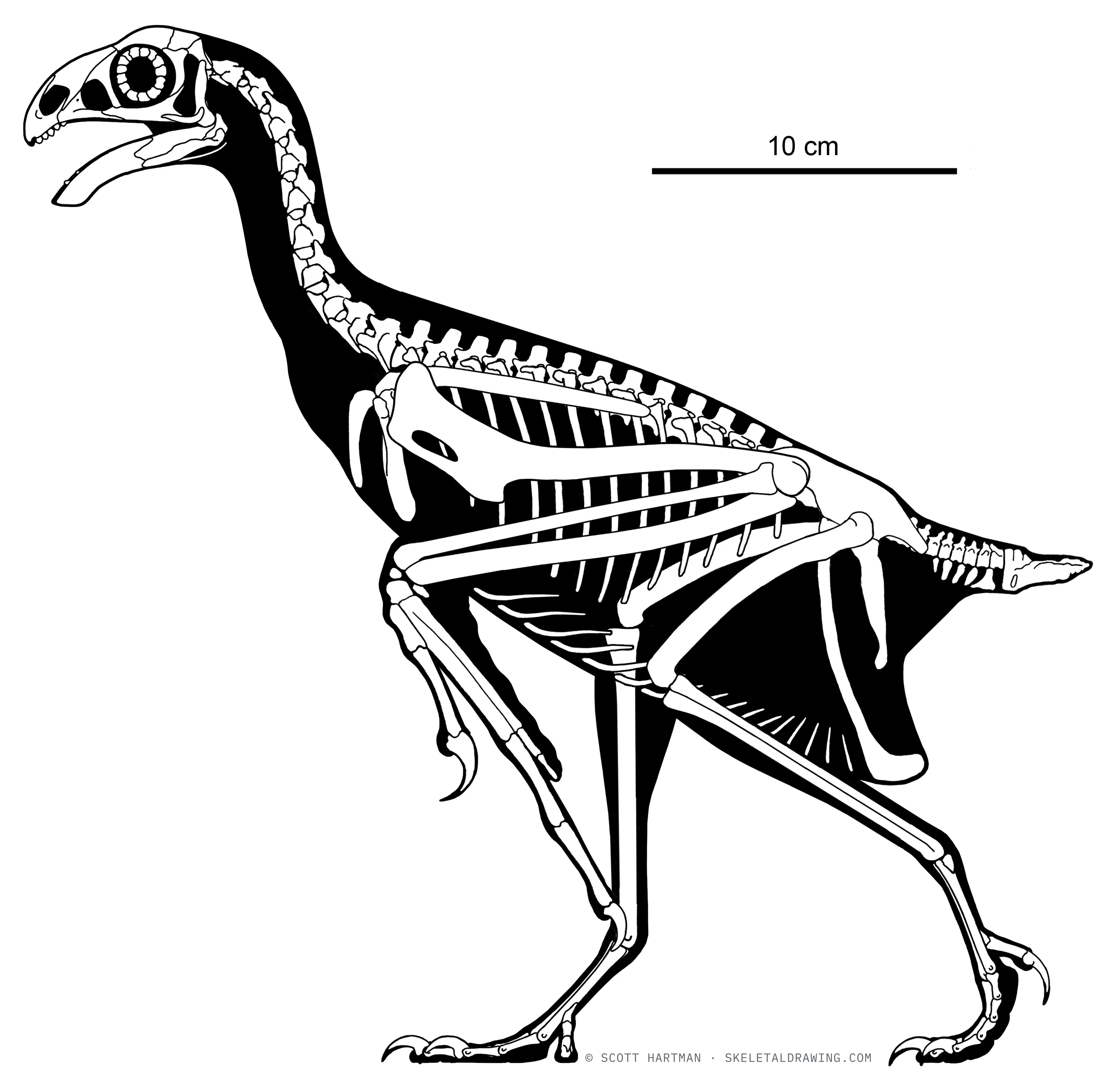 Sapeornis chaoyangensis skeletal reconstruction, left lateral view, reconstructed length ~0.4 m.