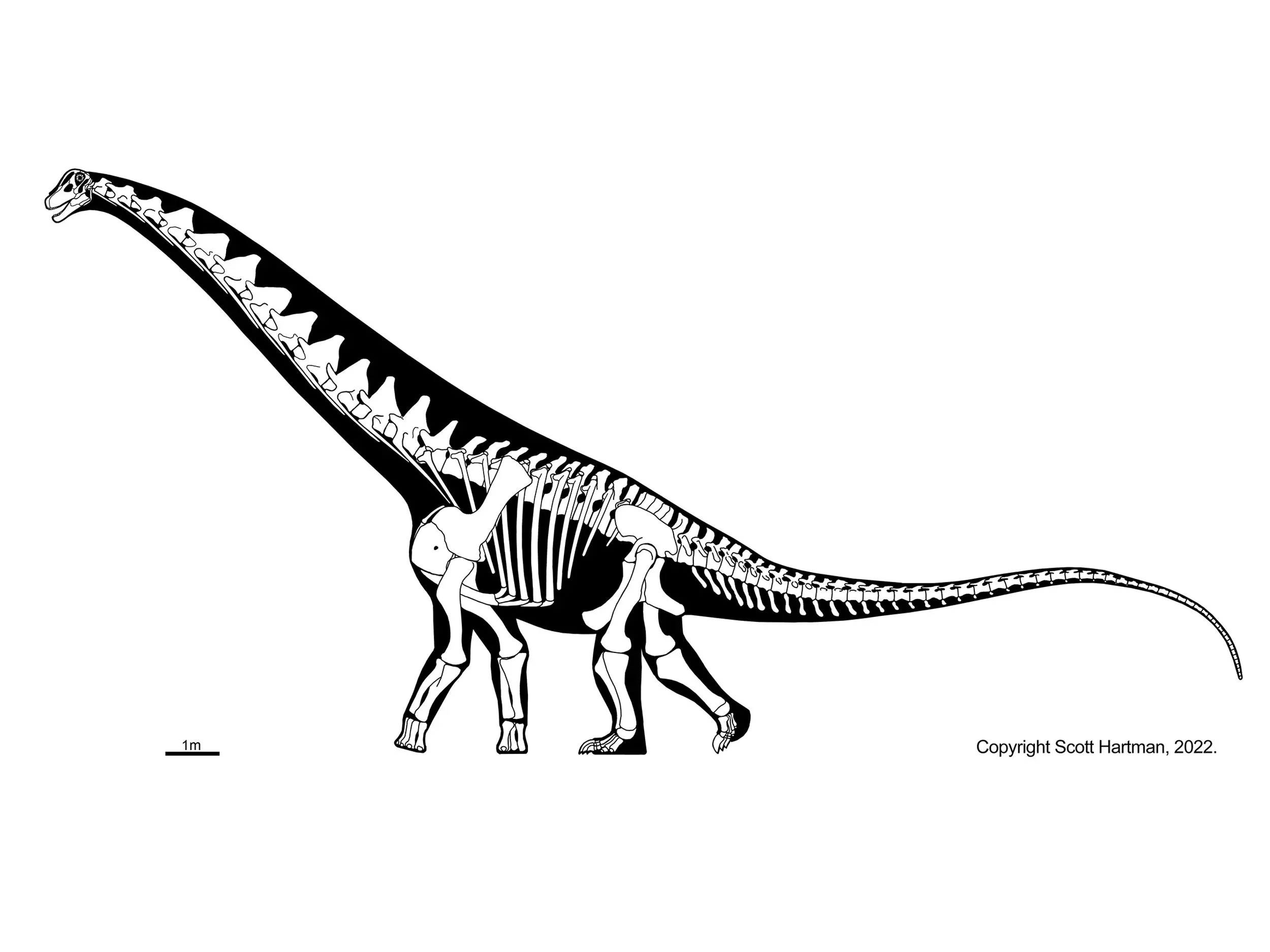 Skeletal reconstruction of a long-necked sauropod in left lateral view, walking