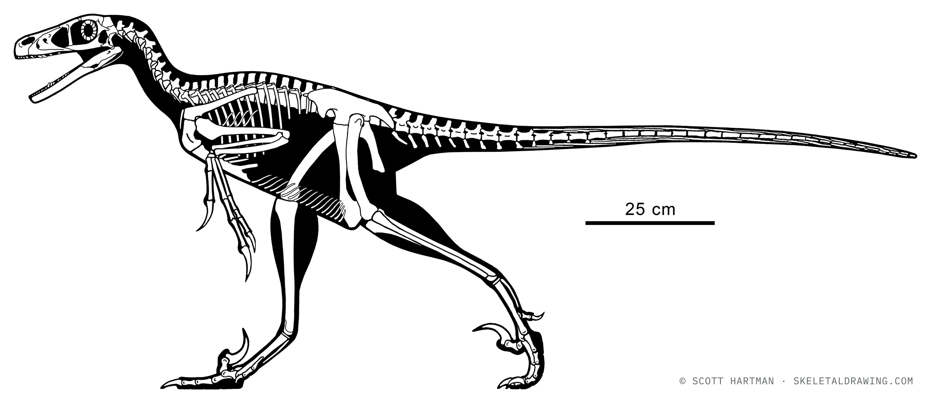 Saurornitholestes langstoni skeletal reconstruction, left lateral view, reconstructed length ~1.75 m.