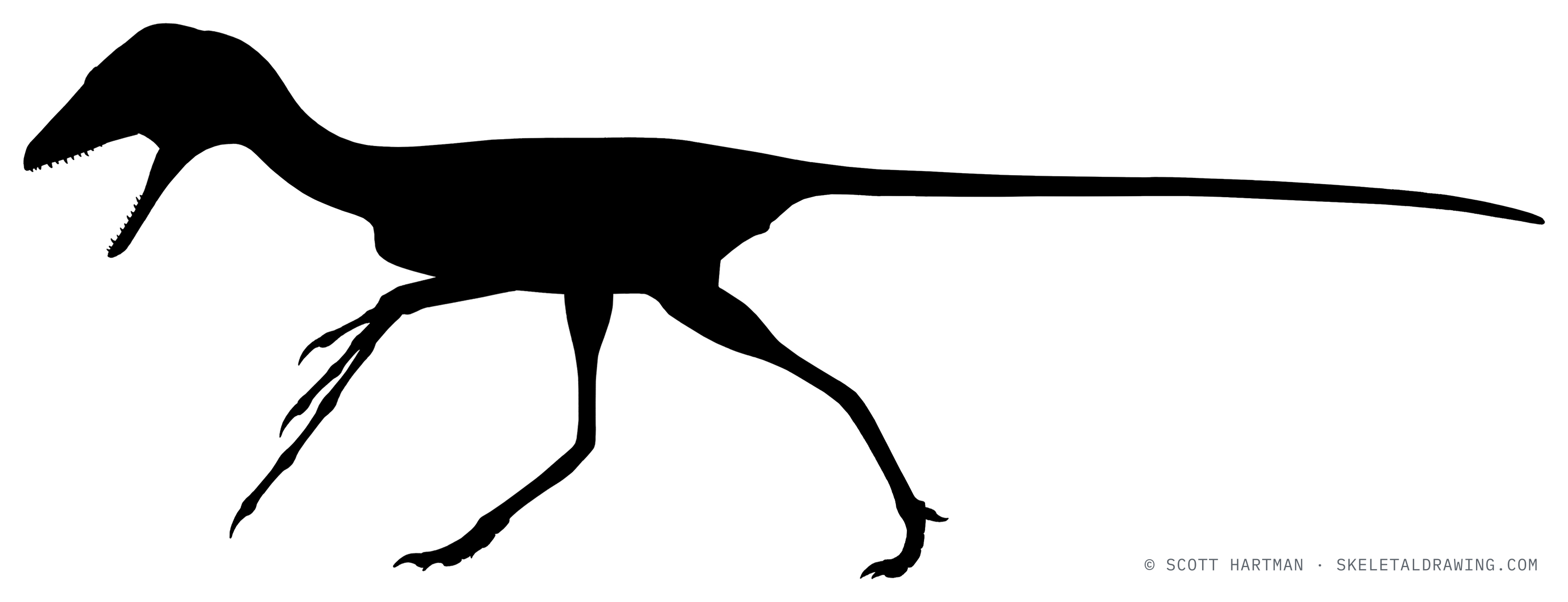Scansoriopteryx heilmanni — skeletal reconstruction under revision (placeholder silhouette).