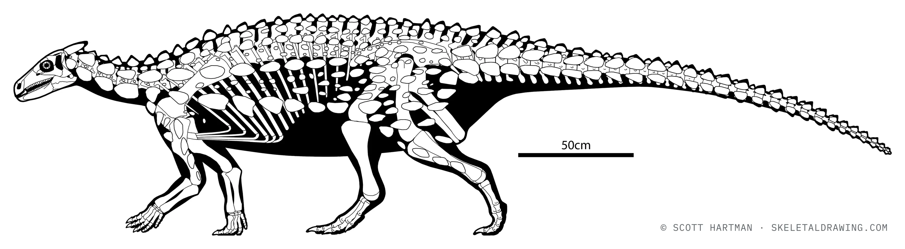 Scelidosaurus harrisonii skeletal reconstruction, left lateral view, reconstructed length ~4 m.