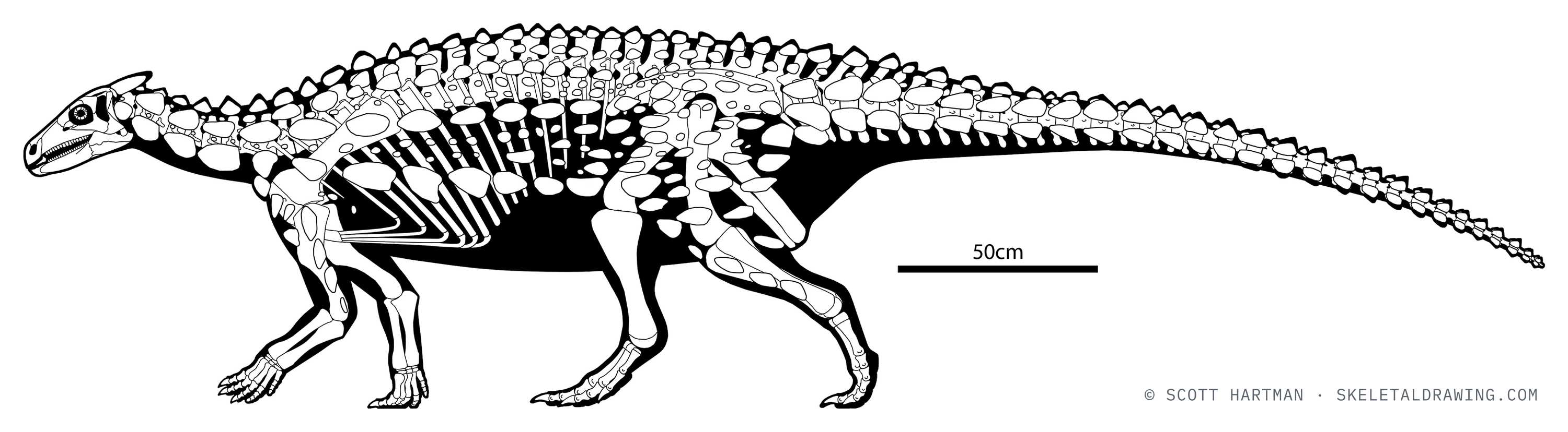 Scelidosaurus harrisonii skeletal reconstruction, left lateral view, reconstructed length ~4 m.