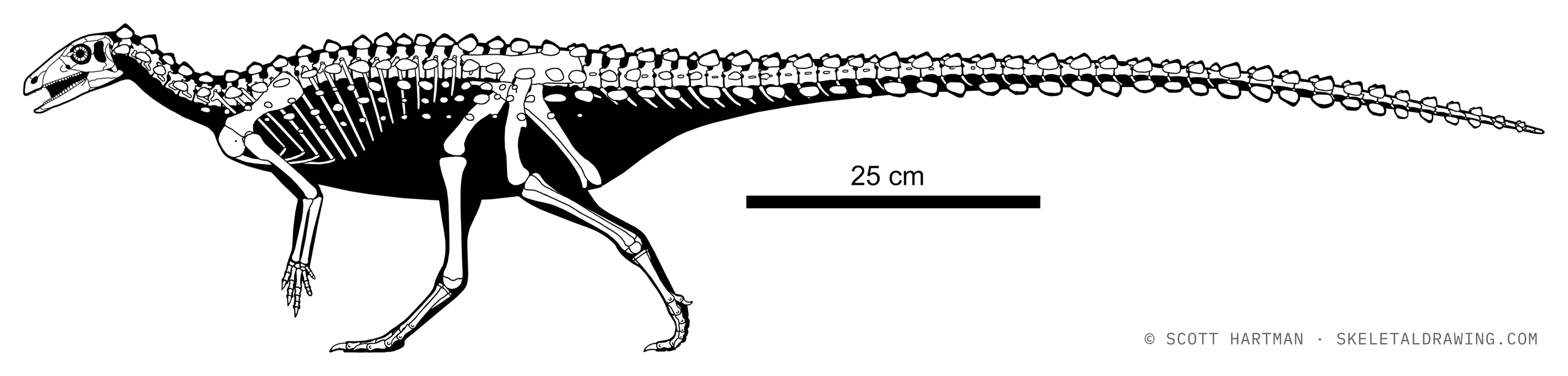 Scutellosaurus lawleri skeletal reconstruction, left lateral view, reconstructed length ~1.3 m.