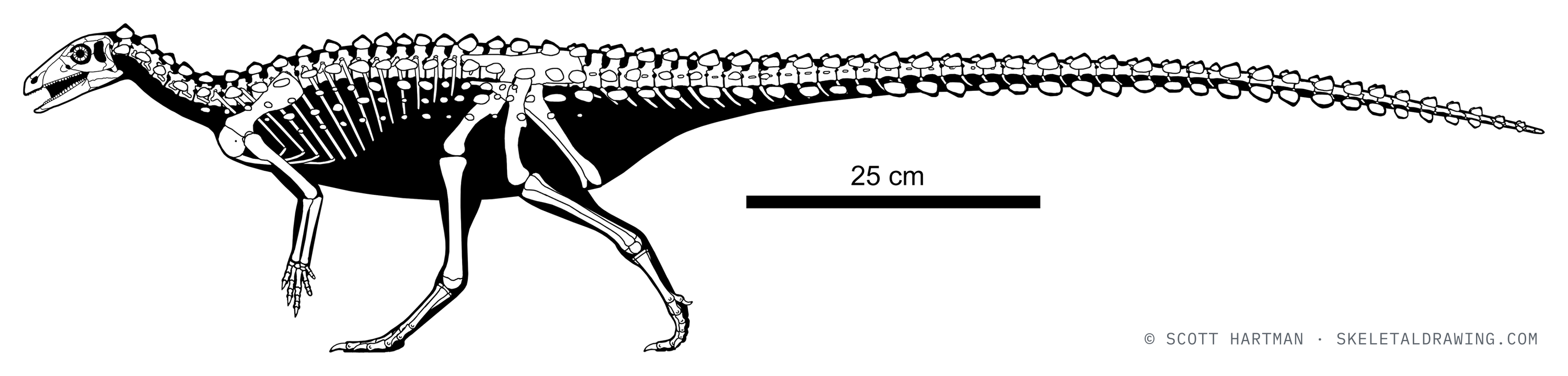 Scutellosaurus lawleri skeletal reconstruction, left lateral view, reconstructed length ~1.3 m.