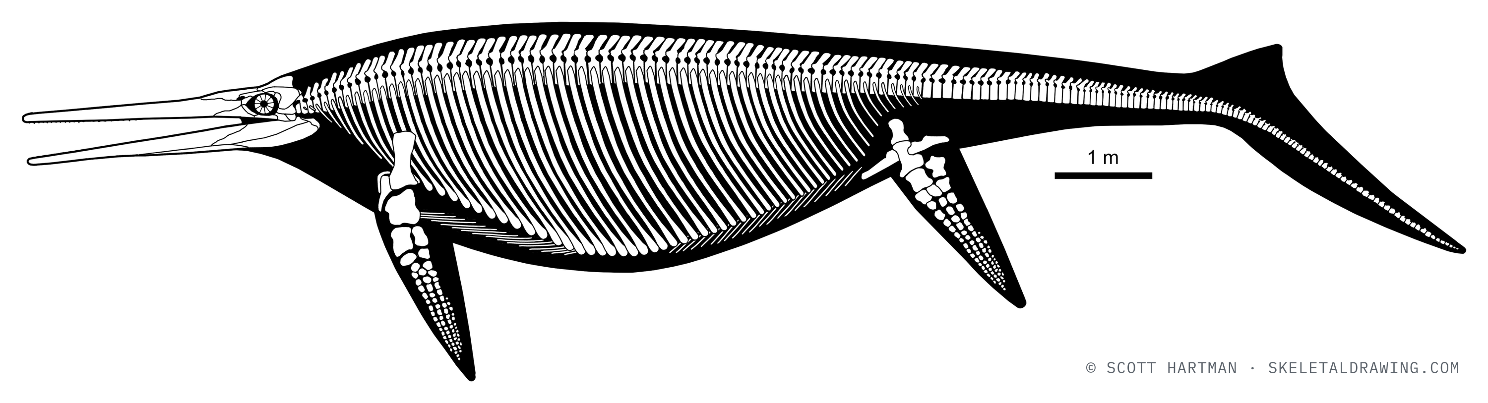 Shonisaurus popularis skeletal reconstruction, left lateral view, reconstructed length ~15 m.